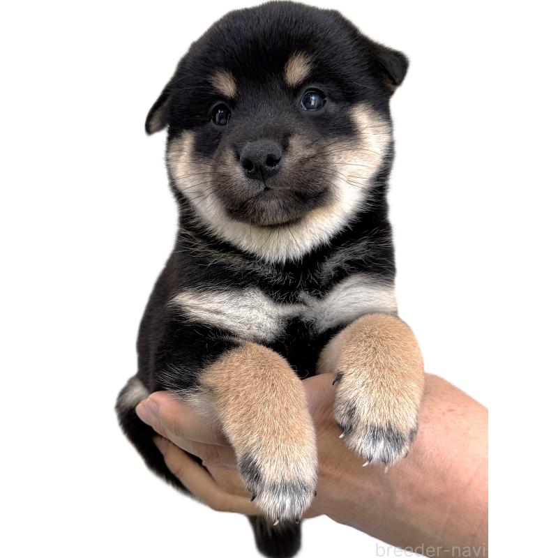 販売中の宮城県の柴犬-416653の4枚目